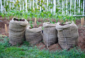 Pommes de terre poussant dans des sacs