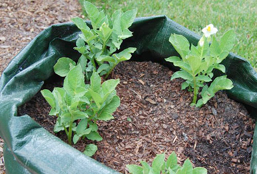 Les plants de pommes de terre dans un sac