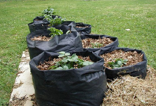 Cultiver des pommes de terre en sacs