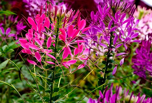 Fleurs de Cleoma