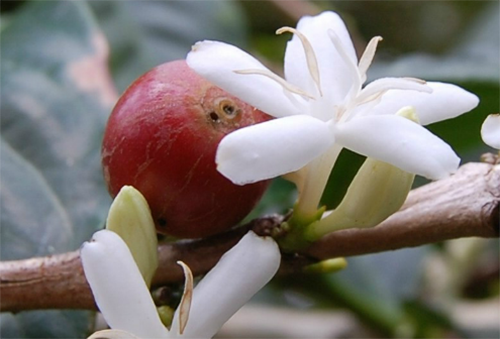 Fleur et fruit du café