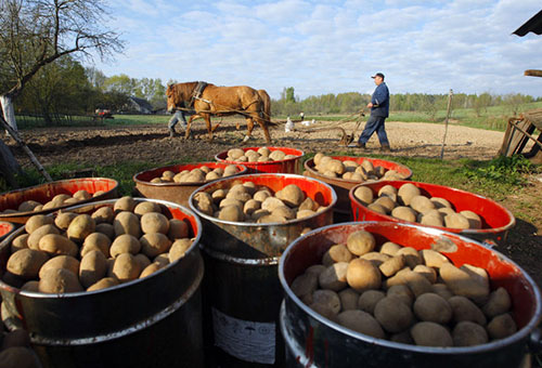 Récolte de pommes de terre