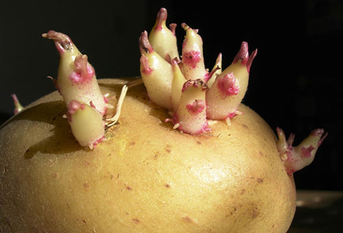 Tubercule de pomme de terre germé