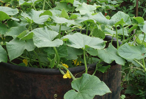 Un fouet d'un concombre planté dans un tonneau