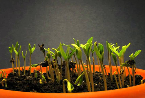 Semis de tomates cerises