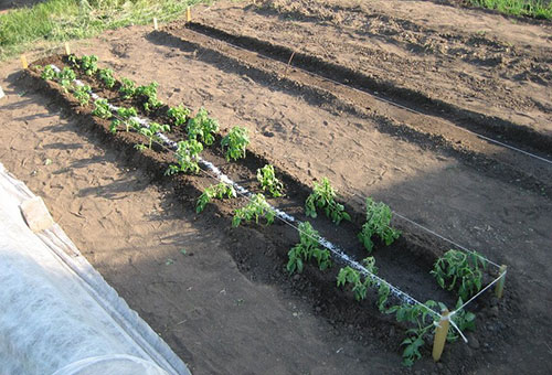 Tomates cerises en plein champ