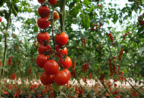 Tomates cerises mûres