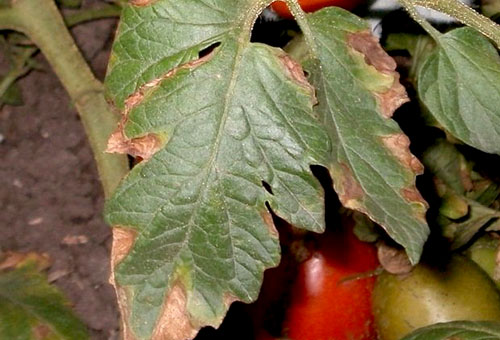 Feuille de tomate endommagée