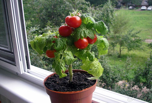 Tomate à croissance basse pour la culture sur le balcon