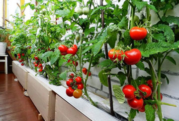 Tomates sur le balcon