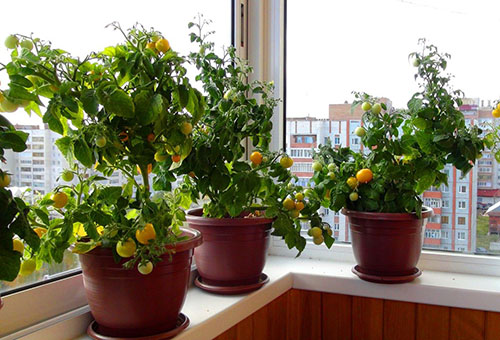 Les tomates mûrissent sur le balcon