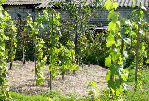 Boutures de raisin enracinées