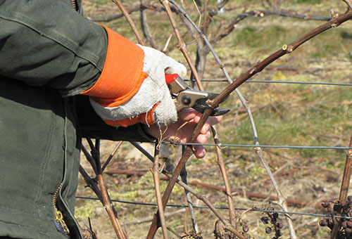 Taille de la vigne