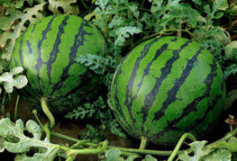 Vattenmelon