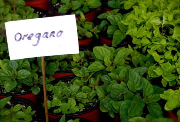 Växande oregano