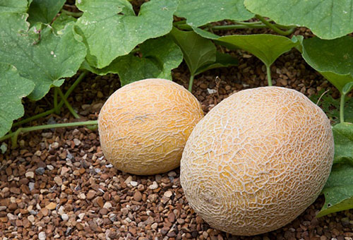 Melons dans le jardin