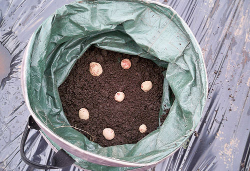 Planter des pommes de terre dans un sac