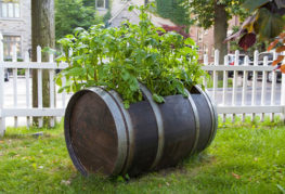 Cultiver des pommes de terre dans un tonneau en bois