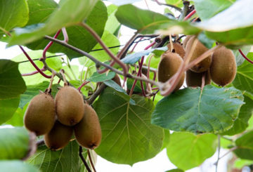 Thu hoạch kiwi