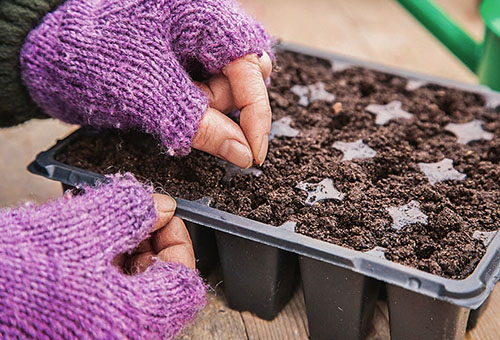 Planter des poireaux