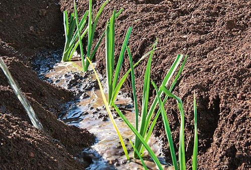 Planter des poireaux en pleine terre