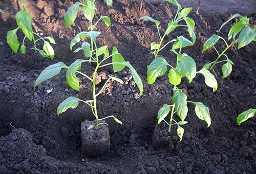 Planter des plants de poivre dans le sol