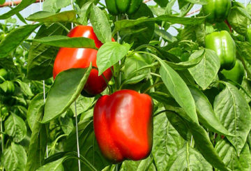 Mogna paprika