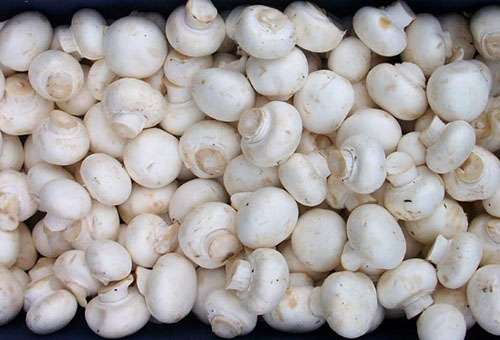 Cắt champignons