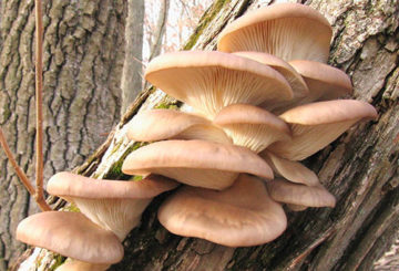 Champignons pleurotes sur un vieil arbre