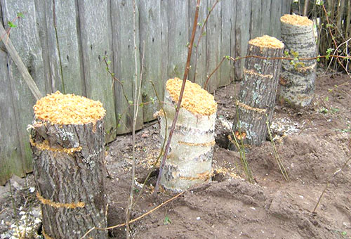 Bûches pour la culture des champignons