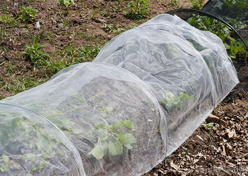 Planter à l'abri du gel