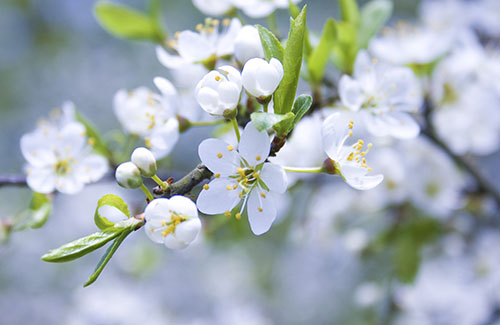 Branche de pommier en fleurs