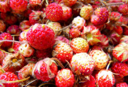 Fraises