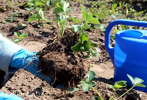 Planter des fraises