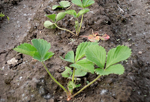 Fraises en plein champ