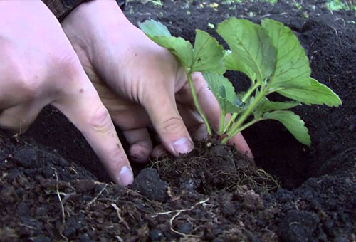 Planter des plants de fraises dans le sol