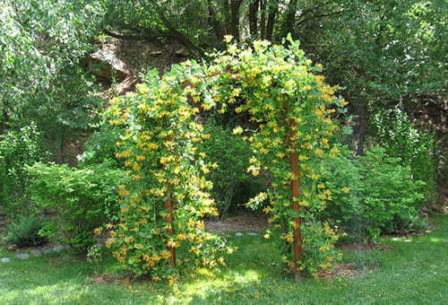 Chèvrefeuille en fleurs sur un support arqué