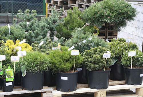 Les jeunes arbres de conifères