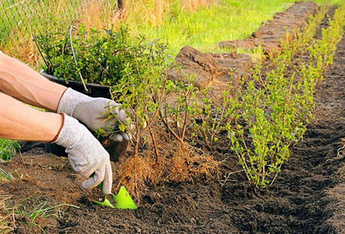 Planter une clôture vivante