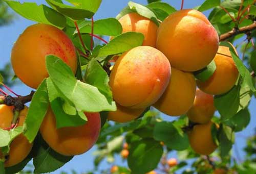 Abricots sur une branche