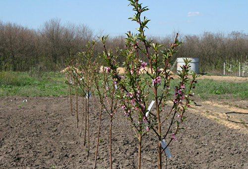 La première floraison d'abricot