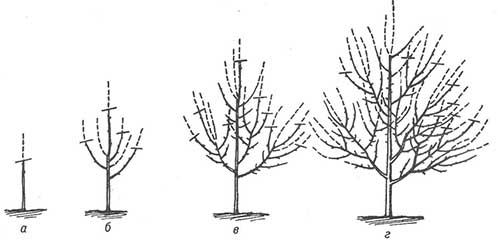 Schéma de taille des abricots