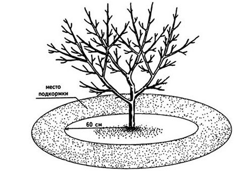 Schéma de fertilisation pour l'abricot