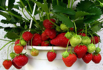 Fraises Ampelous