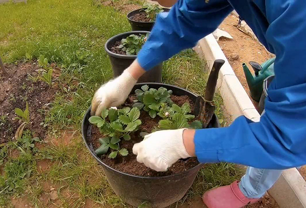 Planter des fraises ampeleuses