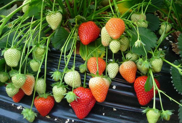 La maturation de la fraise ampeleuse