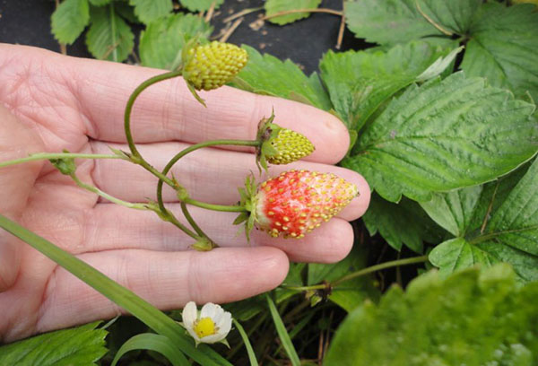 Variétés de fraises Baron Solemacher