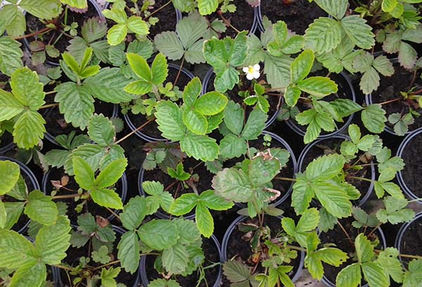 Semis de fraises ampeleuses