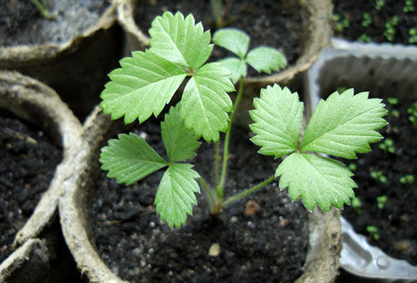 Jeune arbre aux fraises