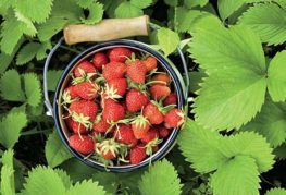 Fraises dans un seau